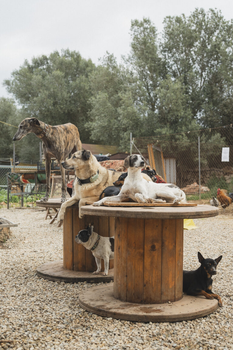 0110 Rancho Fino Mallorca Rescue 2025 © Grimalt de Blanch